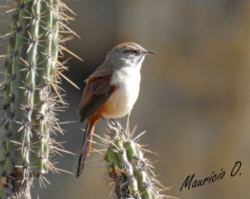 Rusty-vented Canastero