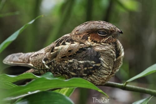 Large-tailed Nightjar