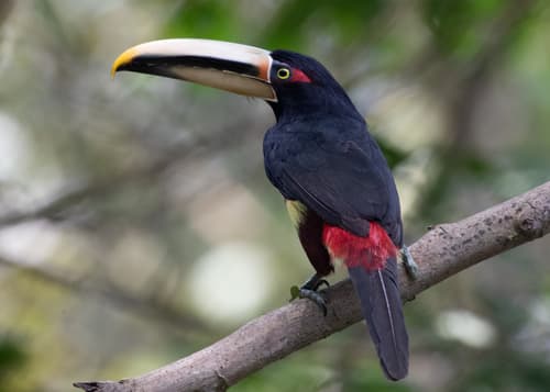 Pale-mandibled Aracari