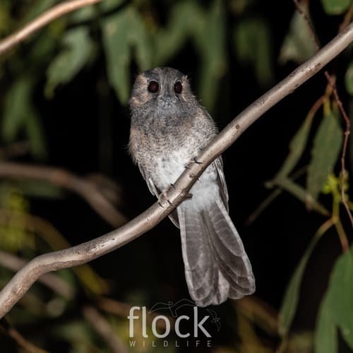 Australian Owlet-nightjar