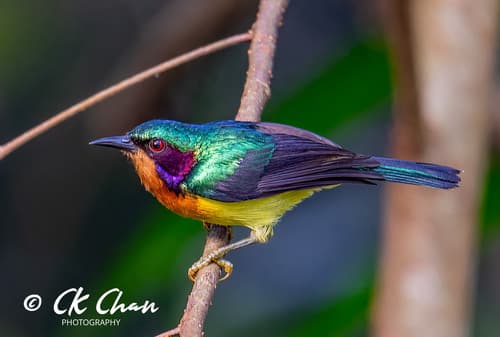 Ruby-cheeked Sunbird
