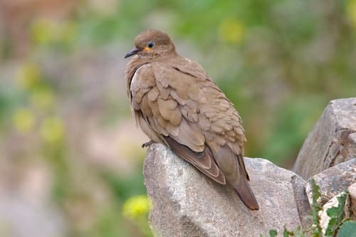 Black-winged Ground Dove