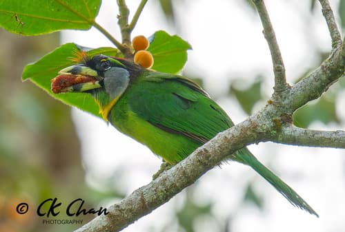 Fire-tufted Barbet
