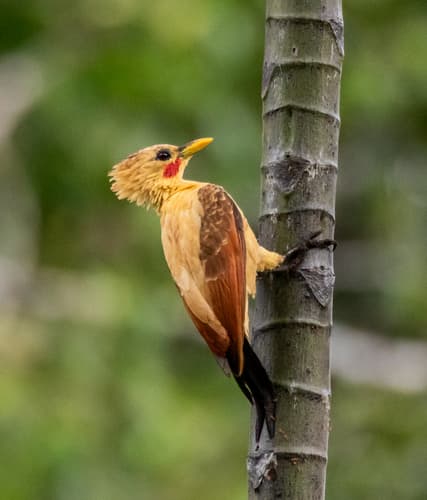 Cream-colored Woodpecker