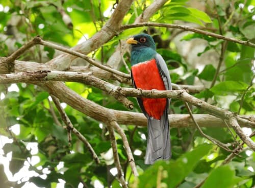 Black-tailed Trogon