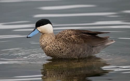 Puna Teal