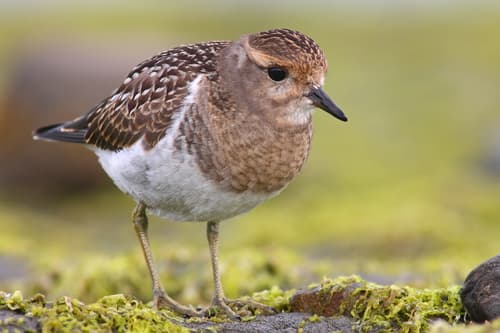 Rufous-chested Dotterel