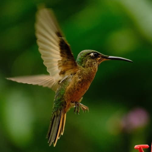 Fawn-breasted Brilliant