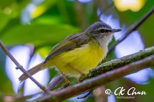 Yellow-bellied Warbler