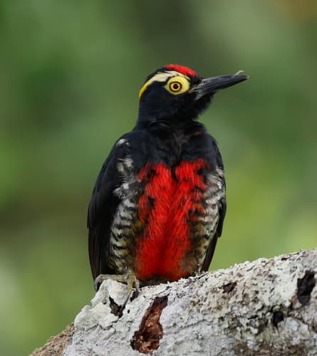 Yellow-tufted Woodpecker