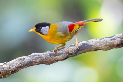 Silver-eared Mesia