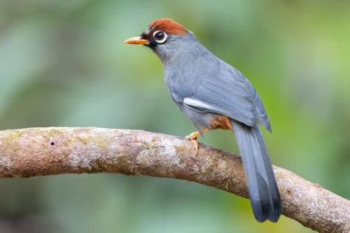 Chestnut-capped Laughingthrush