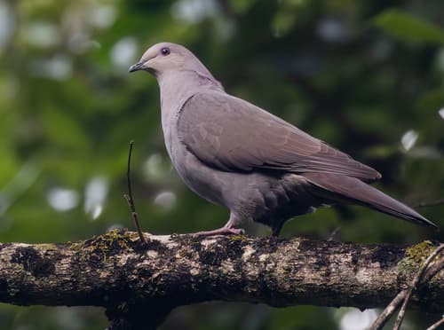 Plumbeous Pigeon