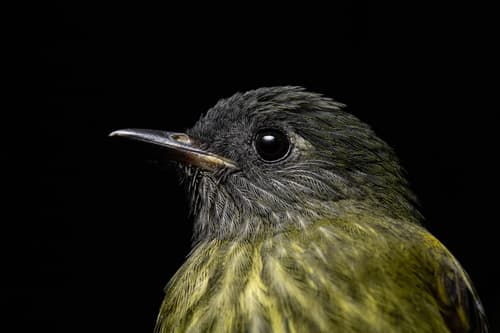 Streak-necked Flycatcher