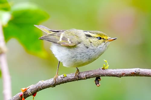 Pallas's Leaf Warbler