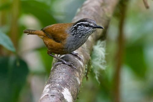 Gray-breasted Wood-Wren