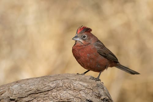 Red-crested Finch