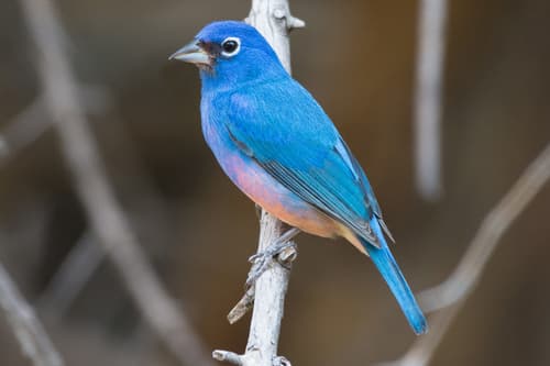 Rose-bellied Bunting