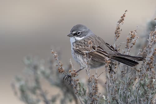 Sagebrush Sparrow