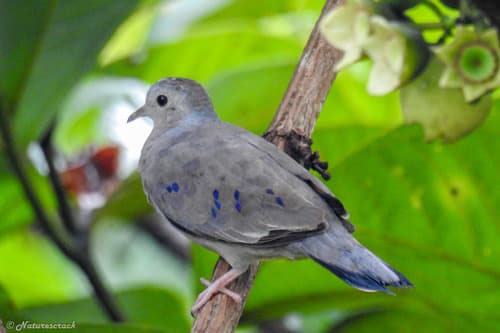 Plain-breasted Ground Dove