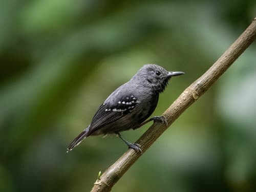 White-flanked Antwren