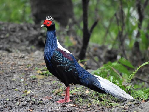 Swinhoe's Pheasant