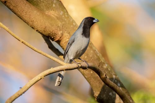 Black-faced Tanager