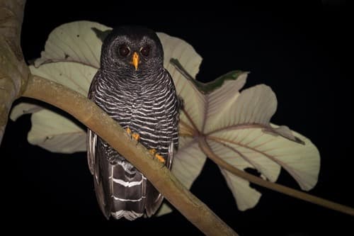Black-banded Owl