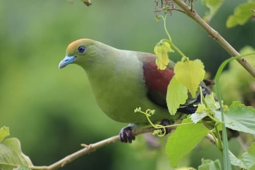 Whistling Green-Pigeon