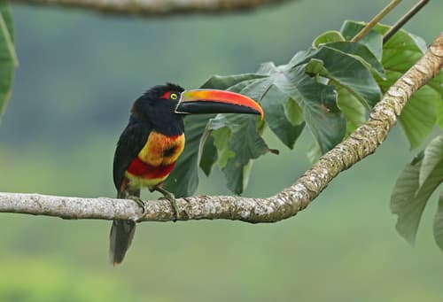 Fiery-billed Aracari