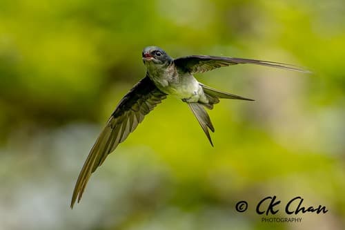 Gray-rumped Treeswift