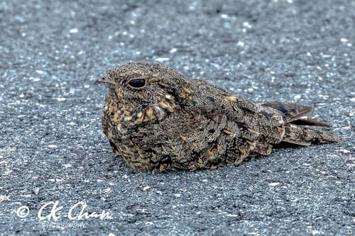 Savanna Nightjar