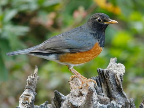 Black-breasted Thrush