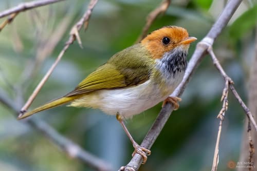 Rufous-faced Warbler