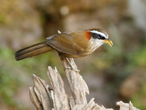 Streak-breasted Scimitar-Babbler