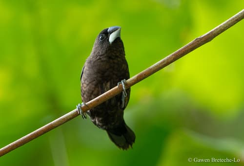 Dusky Munia