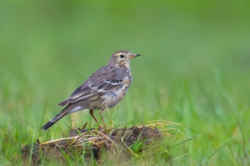 Siberian Pipit