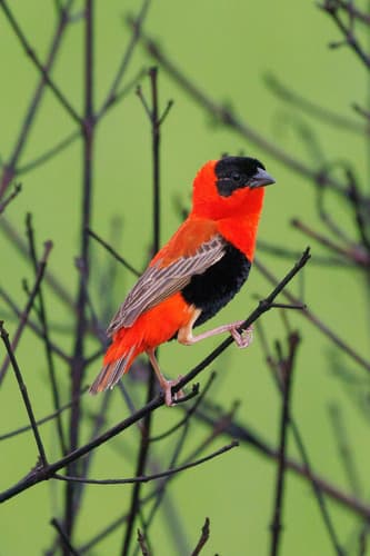 Northern Red Bishop