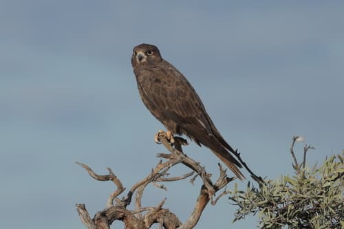 Black Falcon