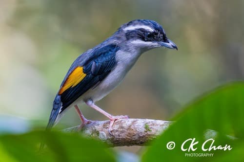 White-browed Shrike-Babbler