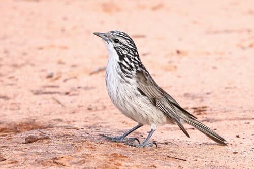 Striped Honeyeater