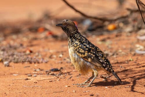 Western Bowerbird