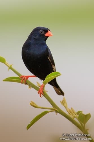 Village Indigobird