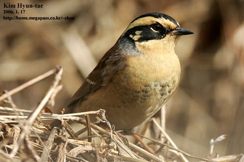 Siberian Accentor
