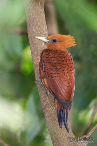 Chestnut-colored Woodpecker