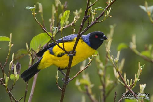 Hooded Mountain-Tanager