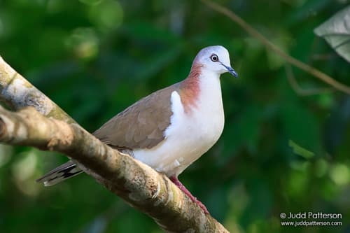 Caribbean Dove
