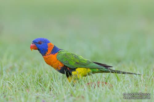 Red-collared Lorikeet