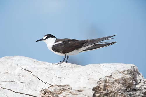 Sooty Tern