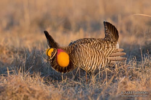Greater Prairie-Chicken